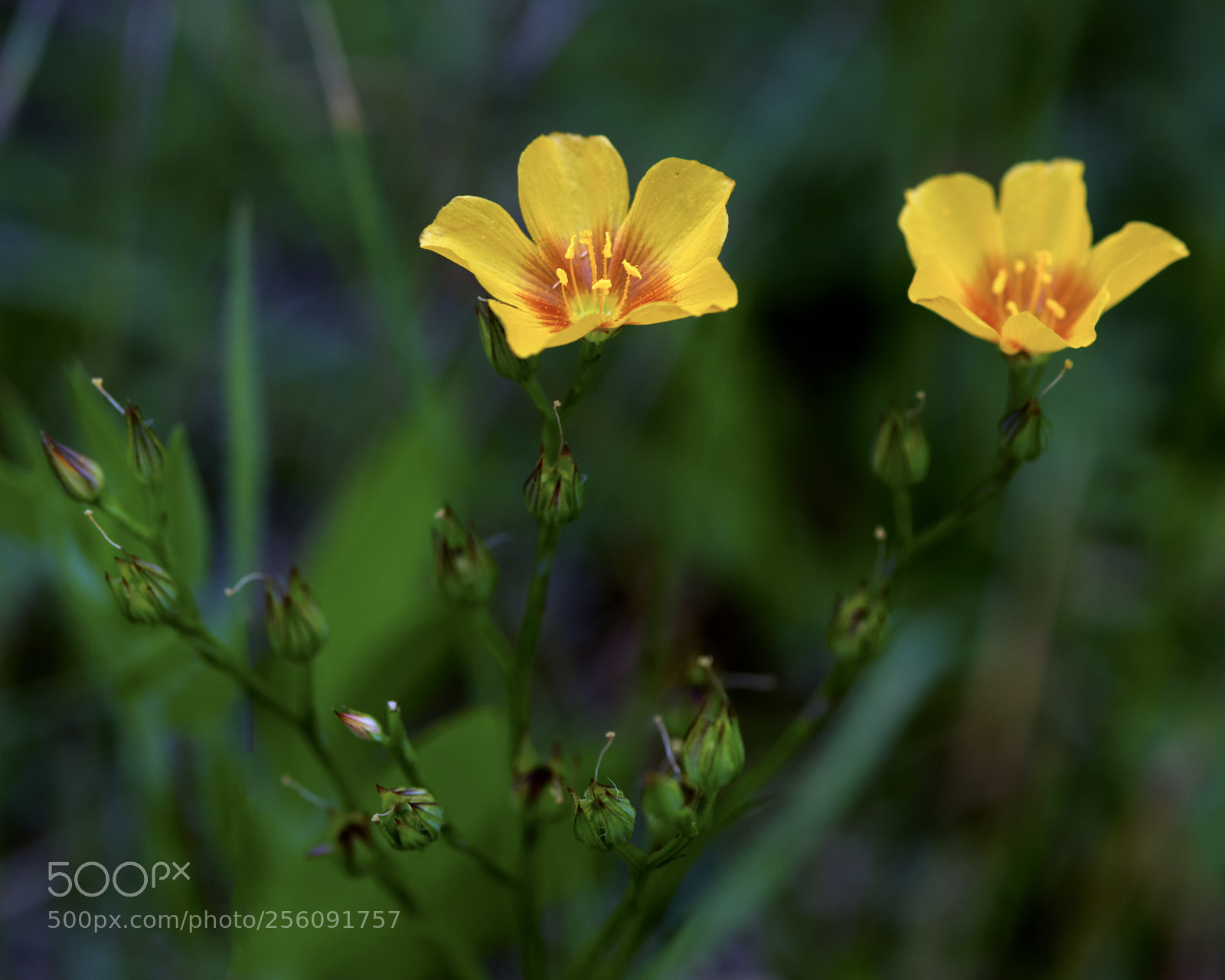 Nikon D800 sample photo. Stiff-stem flax photography