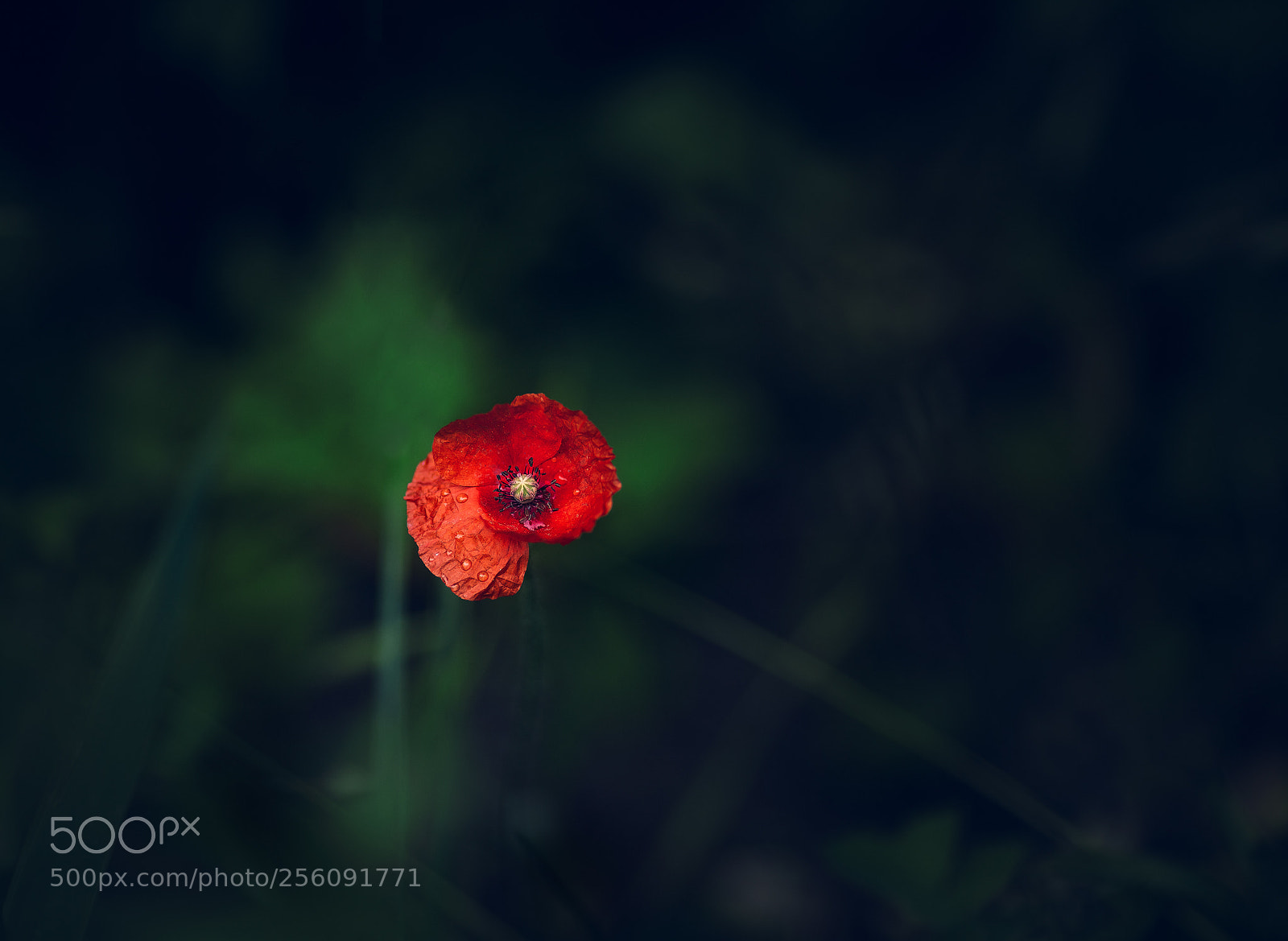 Canon EOS 5D Mark II sample photo. Amapola photography