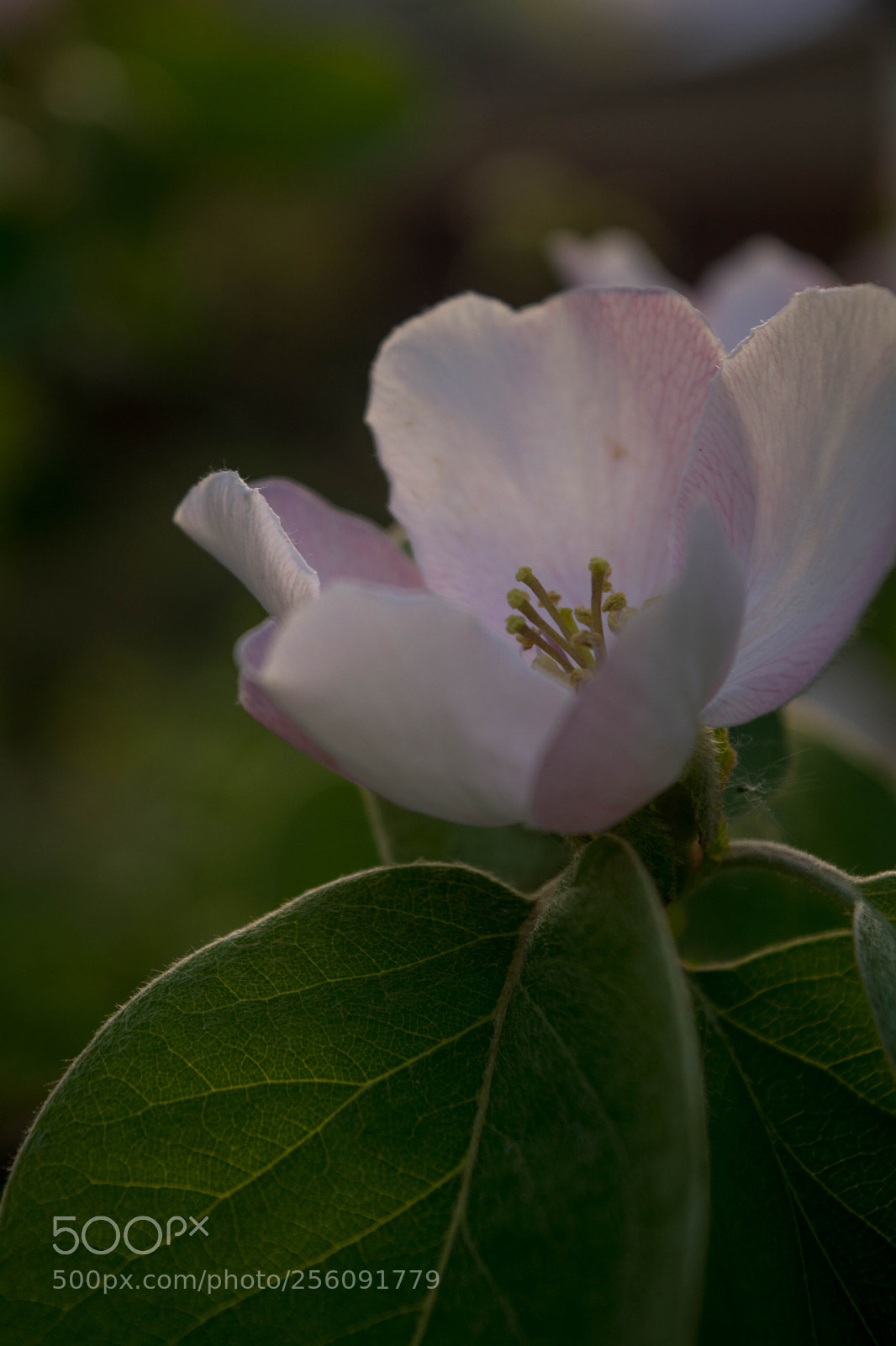 Nikon D5200 sample photo. Quince photography