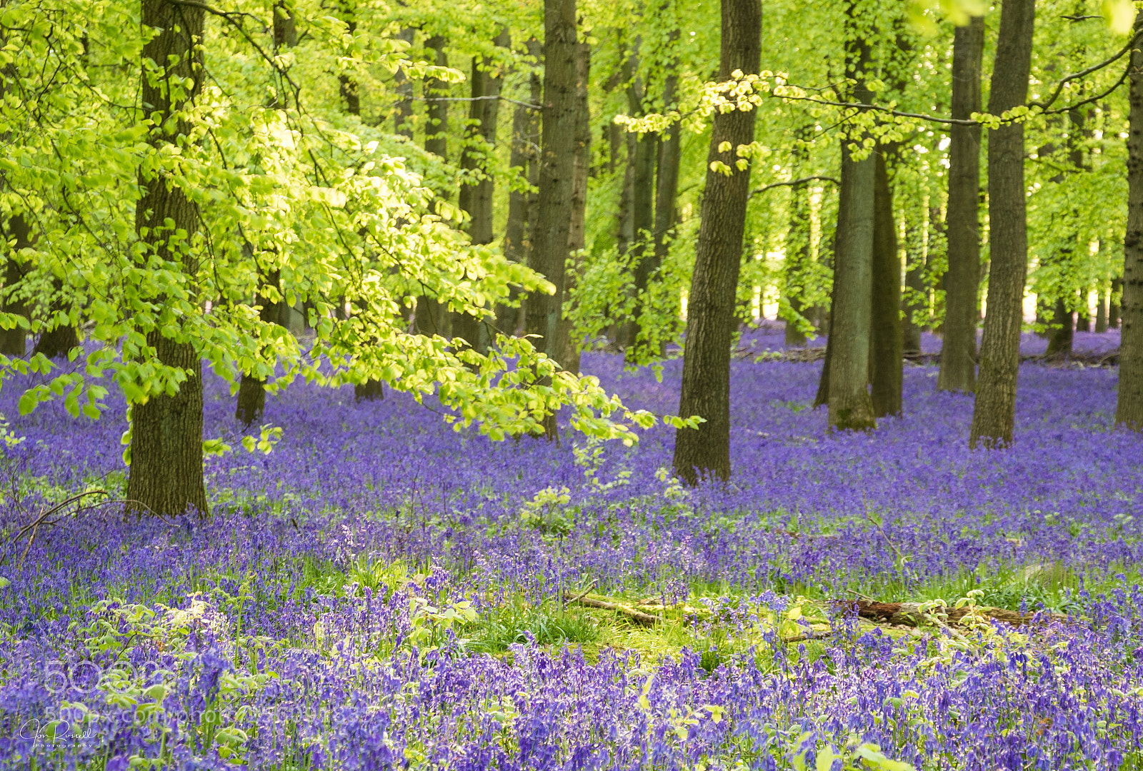 Canon EOS 7D Mark II sample photo. Dockey wood, ashridge, hertfordshire. photography