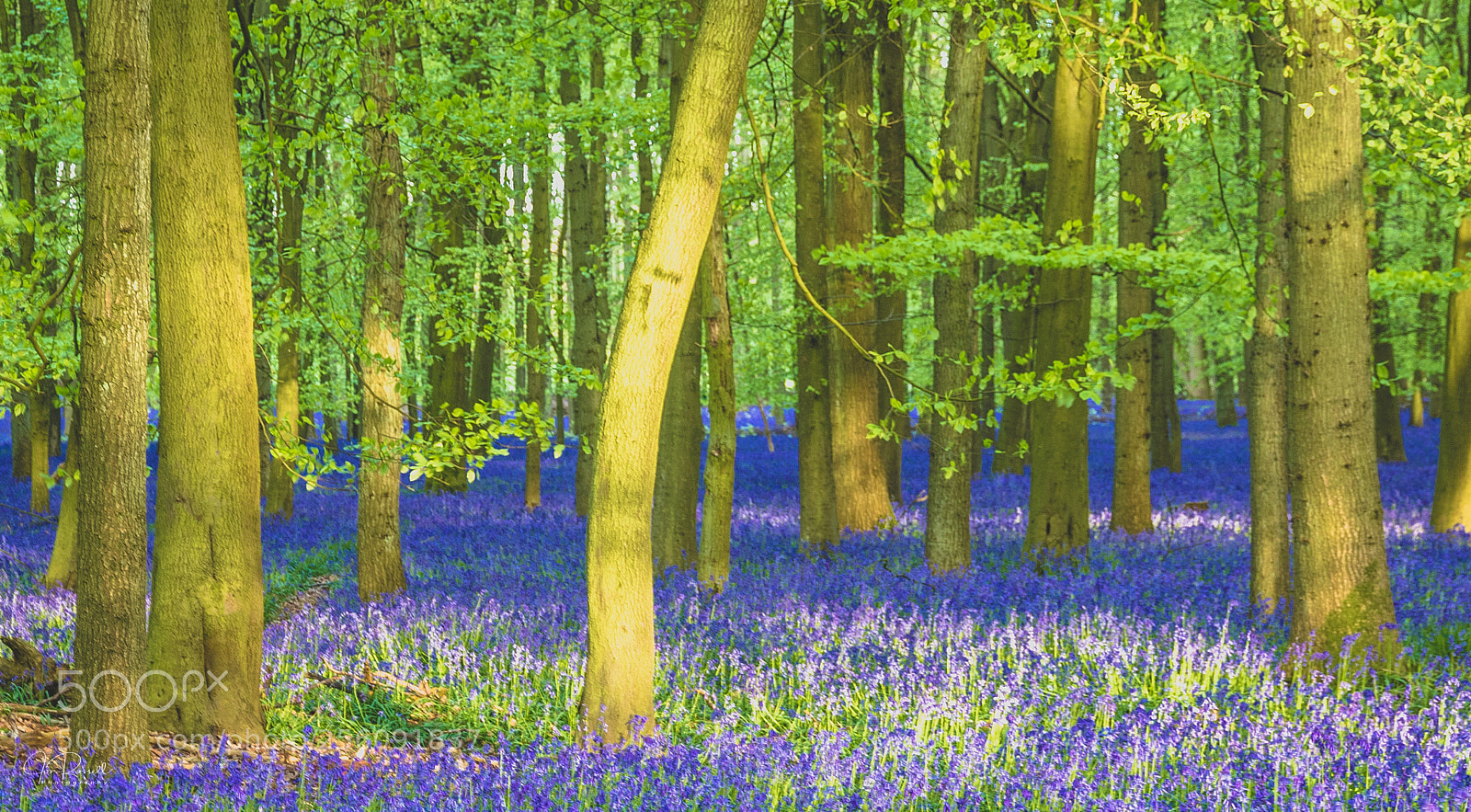 Canon EOS 7D Mark II sample photo. Dockey wood, ashridge, hertfordshire. photography