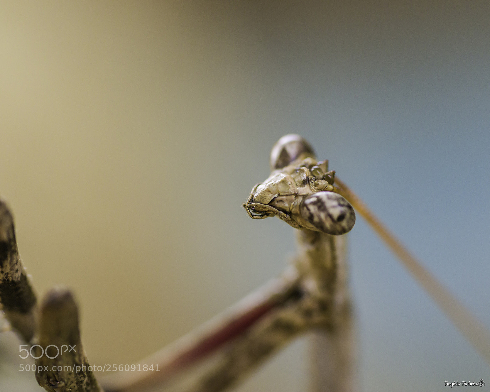 Canon EOS 7D Mark II sample photo. Manti photography