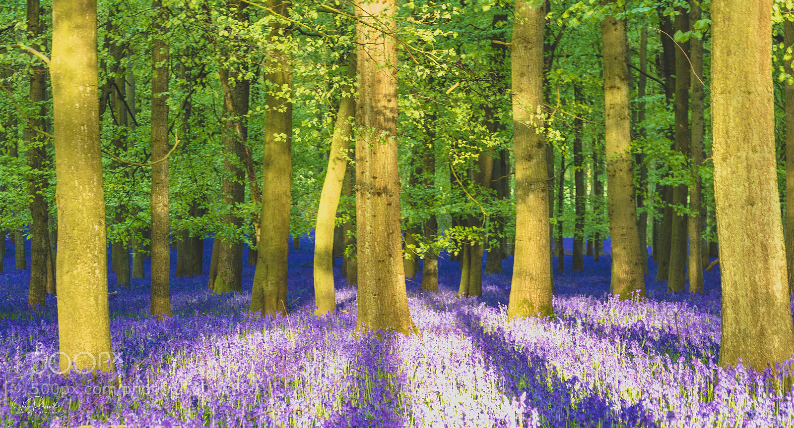 Canon EOS 7D Mark II sample photo. Dockey wood, ashridge, hertfordshire. photography