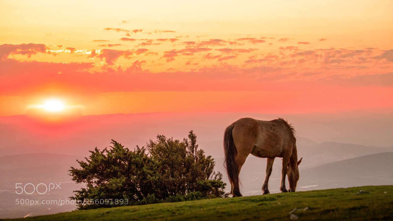 Canon EOS 6D Mark II sample photo. Free and wild photography