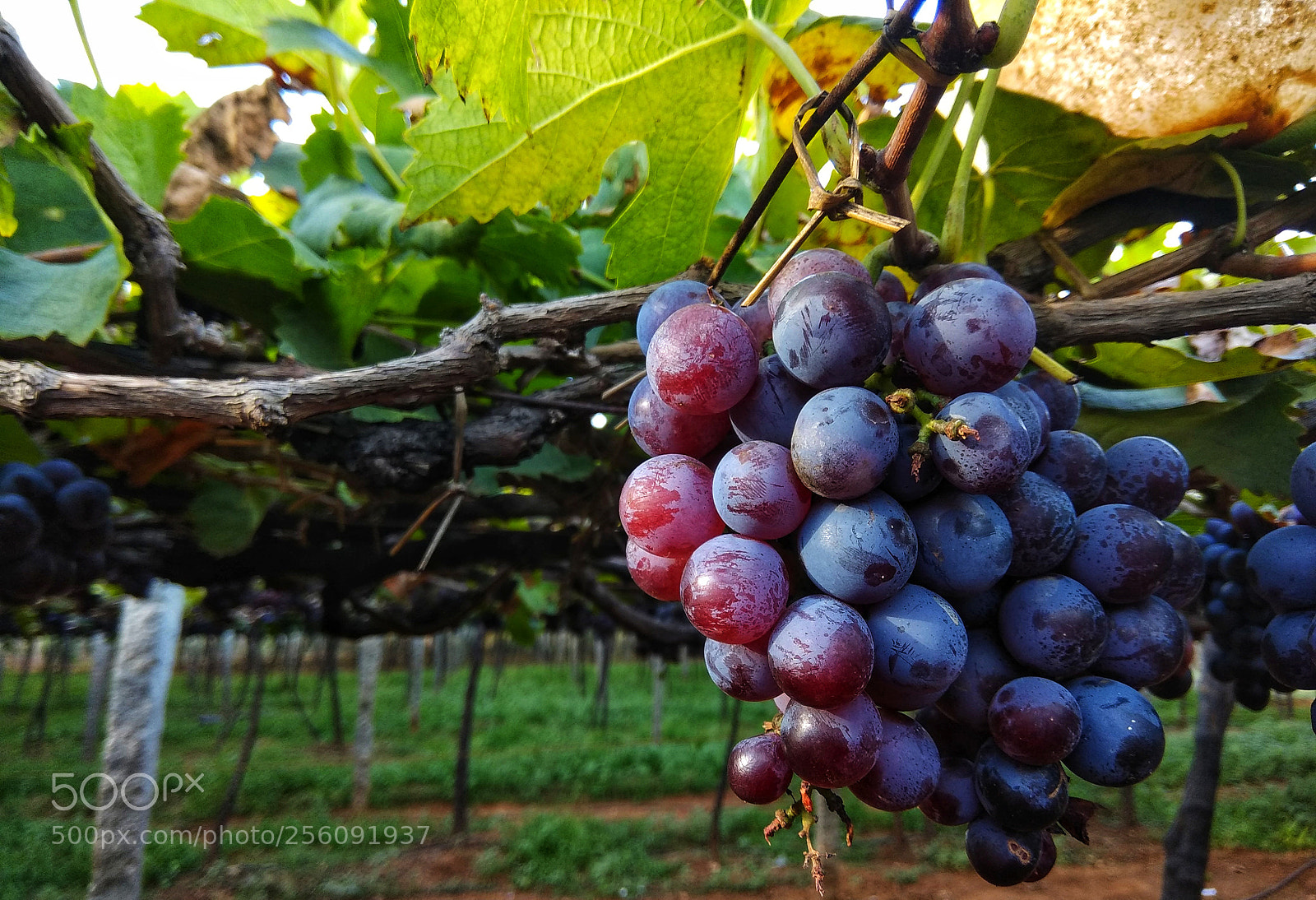 Xiaomi Redmi Note 4 sample photo. Fine grapes photography