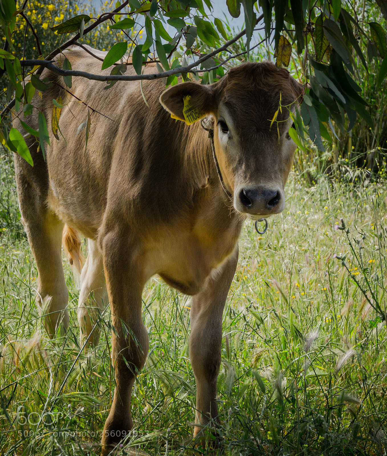 Sony a6000 sample photo. My sweet baby cow photography