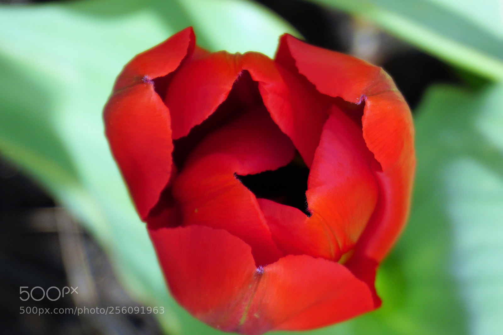 Sony a6000 sample photo. Red tulip photography