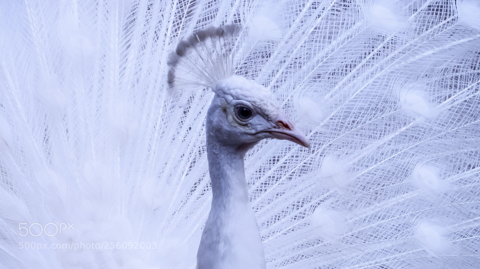 Canon PowerShot SX50 HS sample photo. Beautiful white peacock photography