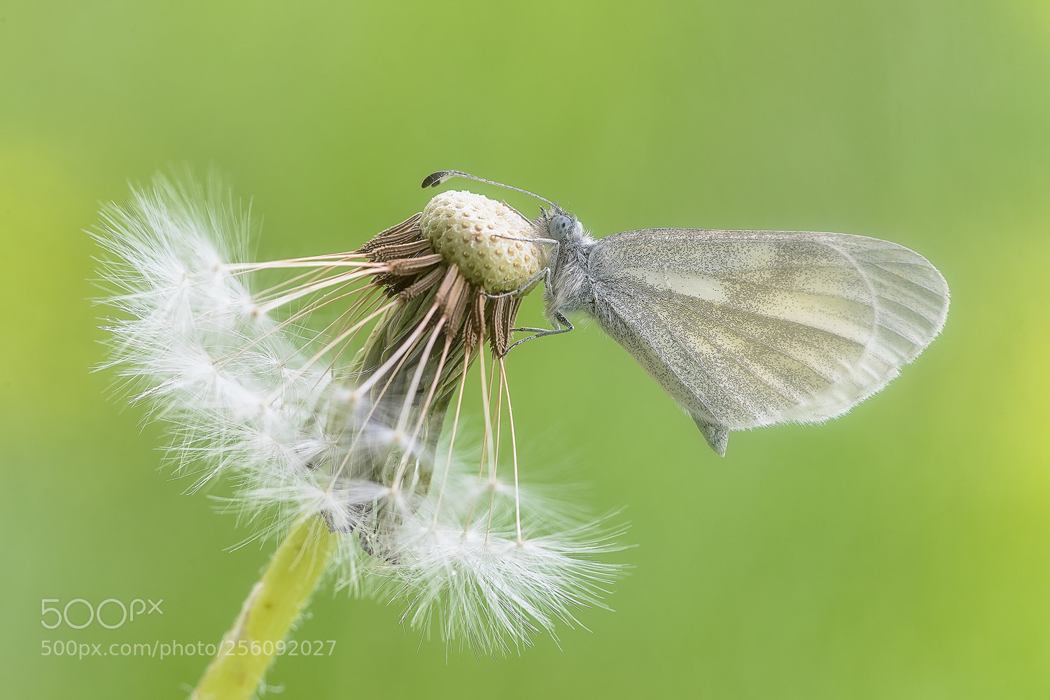 Nikon D750 sample photo. Leptidea sinapis photography