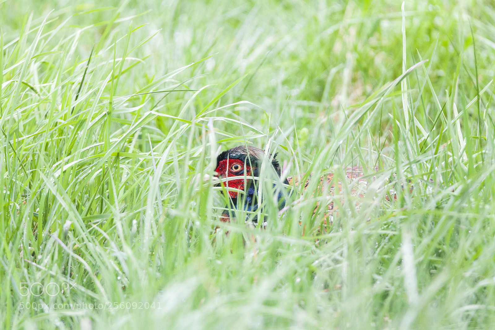 Canon EOS 5D Mark II sample photo. Pheasant hiding in tall photography