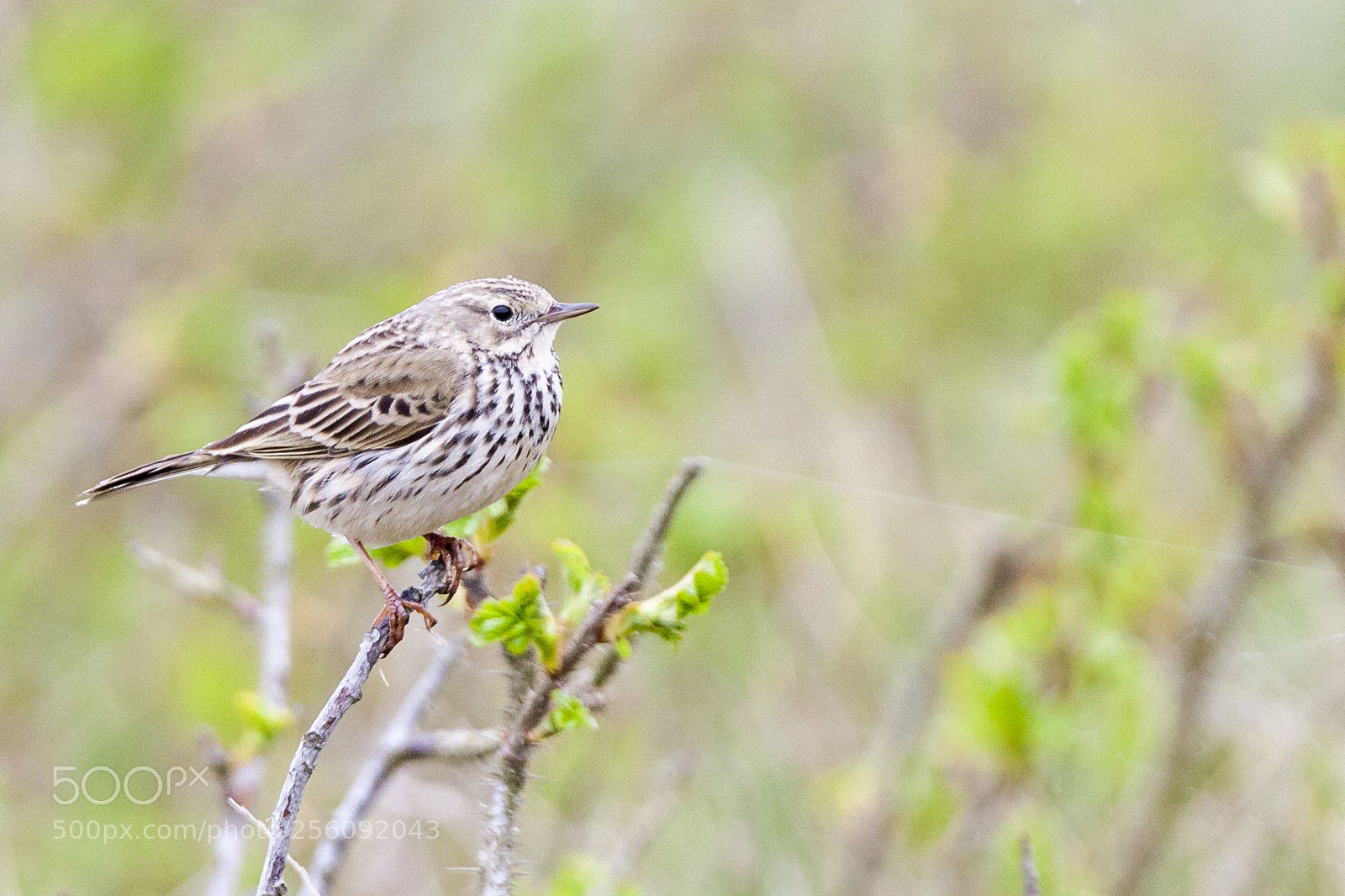 Canon EOS 5D Mark II sample photo. Skylark resting on branch photography