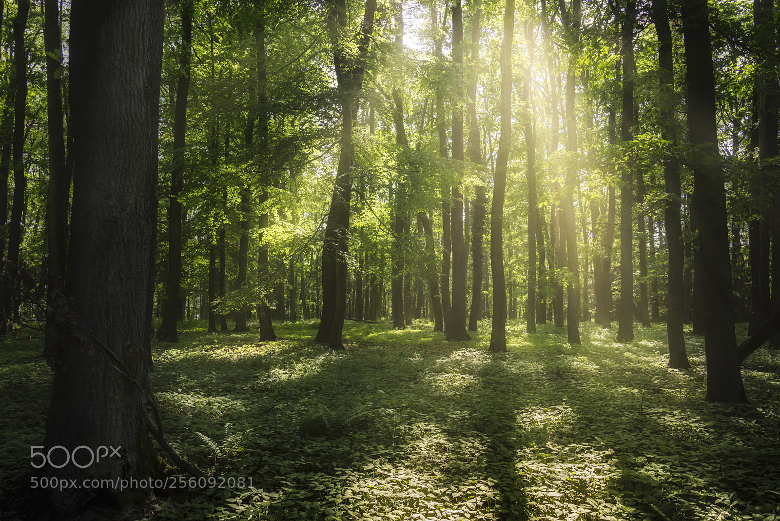 Nikon D810 sample photo. Spring power (6) photography
