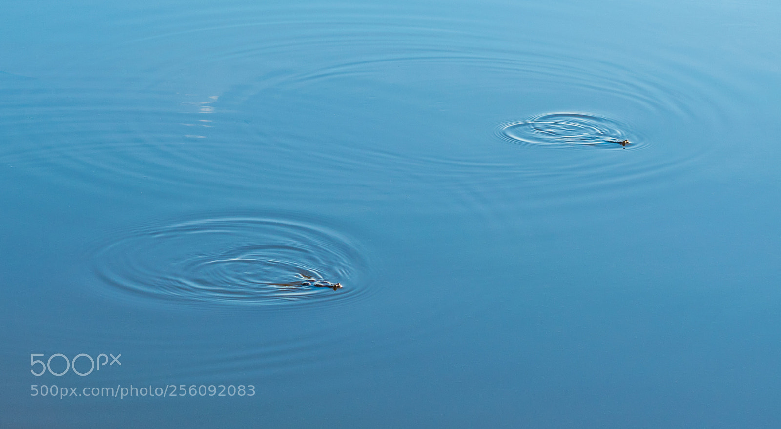 Nikon D5500 sample photo. Froggy walking photography