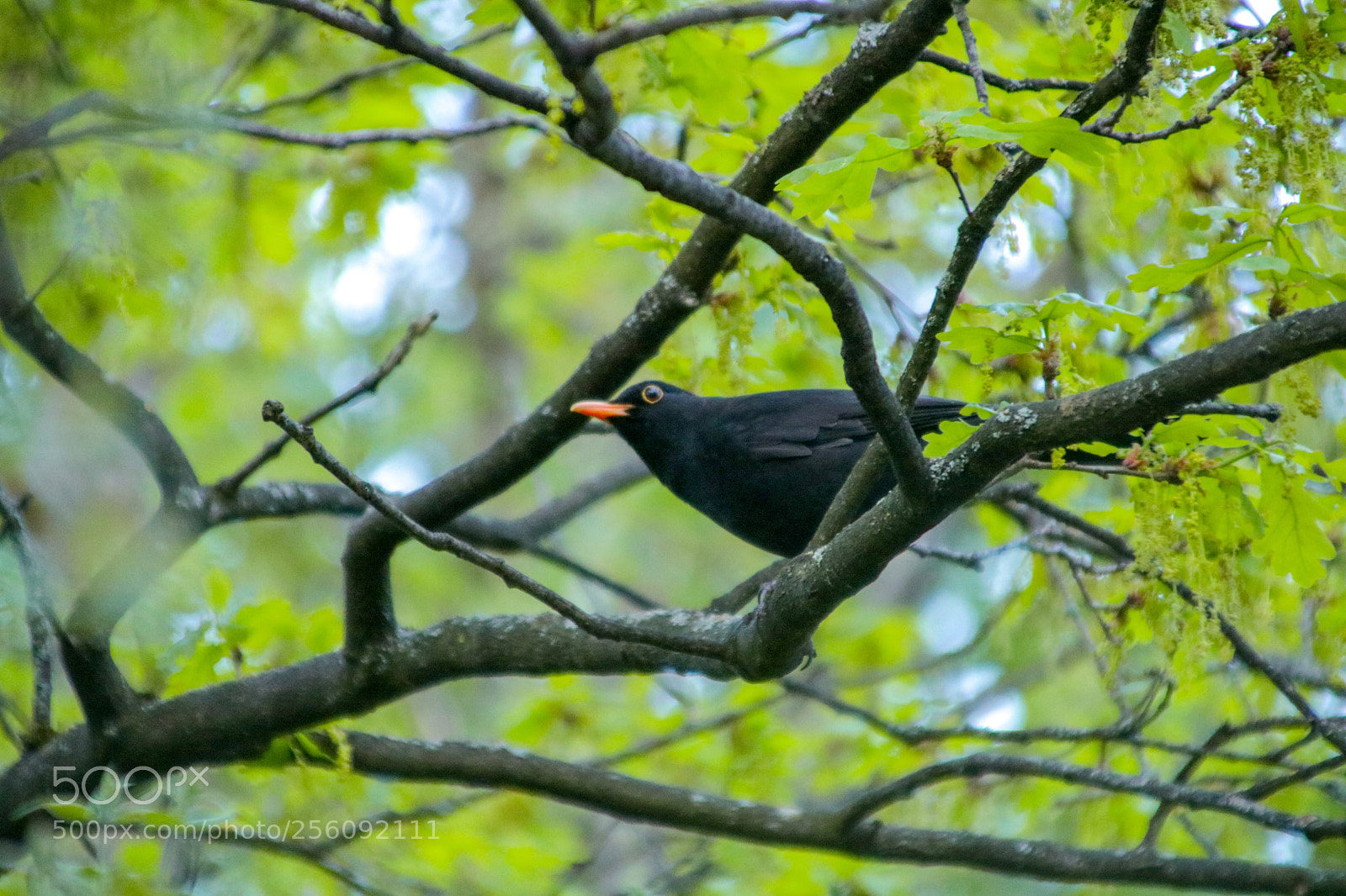 Canon EOS 750D (EOS Rebel T6i / EOS Kiss X8i) sample photo. Bird photography