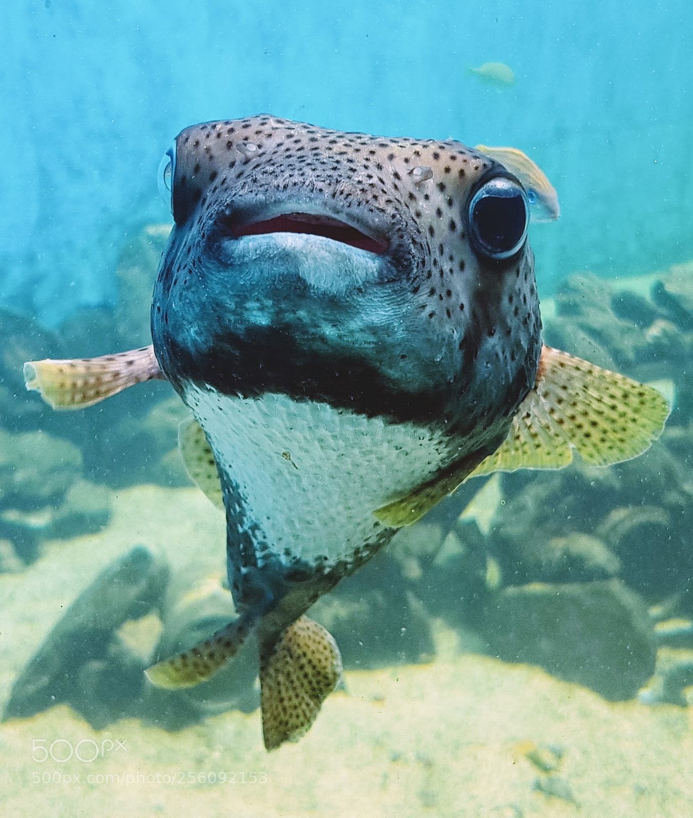 Samsung Galaxy S8+ sample photo. Fish.jpg photography