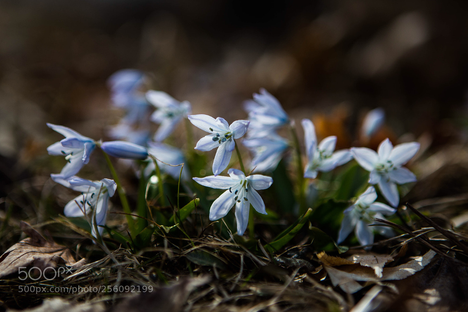 Canon EOS 6D sample photo. Spring’s grandeur photography