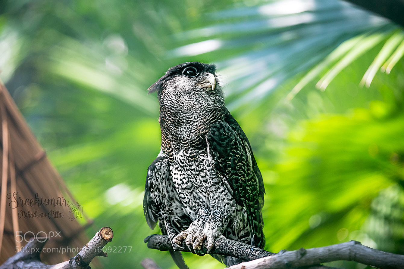 Canon EOS 6D sample photo. Eagle owl photography