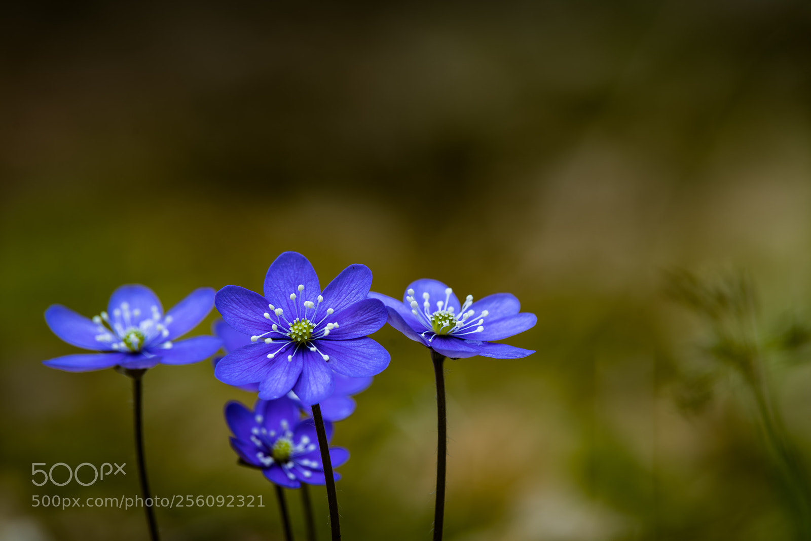 Pentax K-1 sample photo. Blue flowers photography