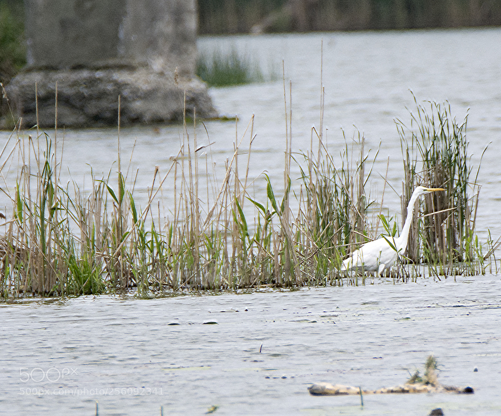 Nikon D7100 sample photo. Far far far white photography