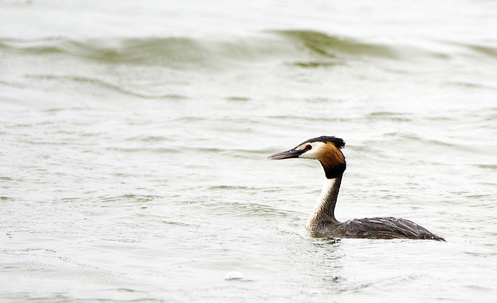 Nikon D7100 sample photo. Grebe photography