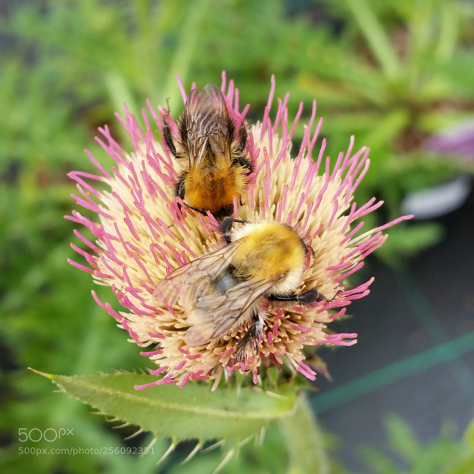 Samsung Galaxy S5 sample photo. Pollen collection photography