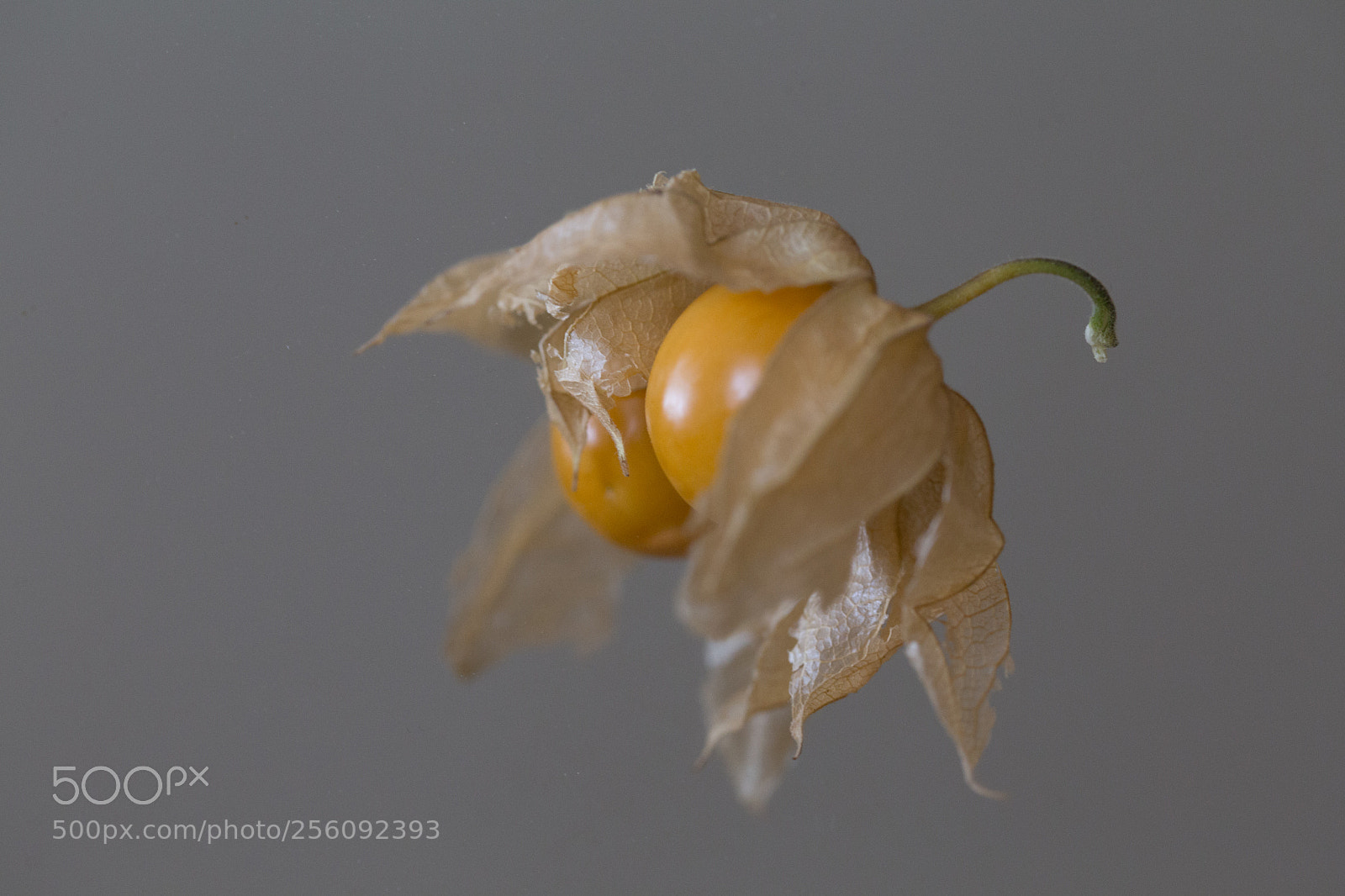 Canon EOS 6D sample photo. Physalis opening photography