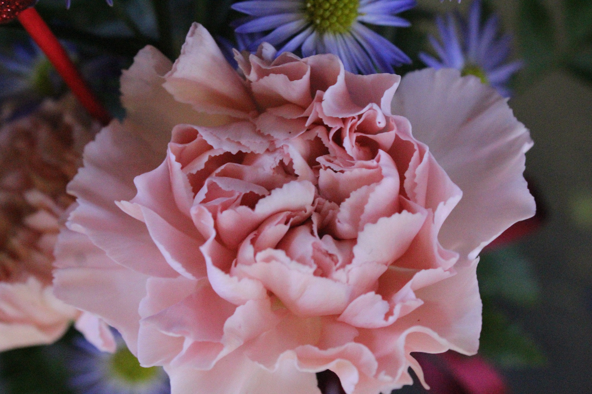 Canon EF-S 18-55mm F3.5-5.6 IS sample photo. Springtime carnation photography