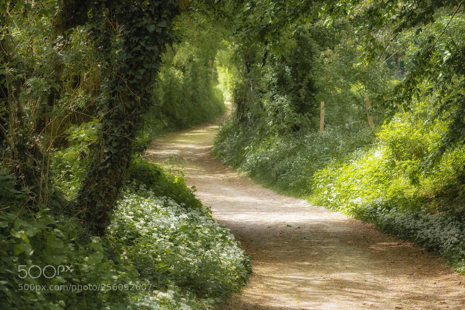 Nikon D7200 sample photo. Fairy path photography