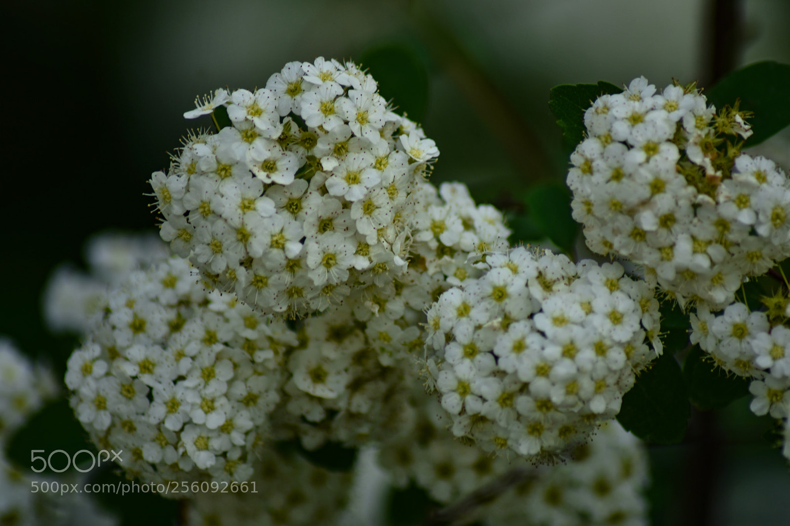 Nikon D7200 sample photo. Untitled photography