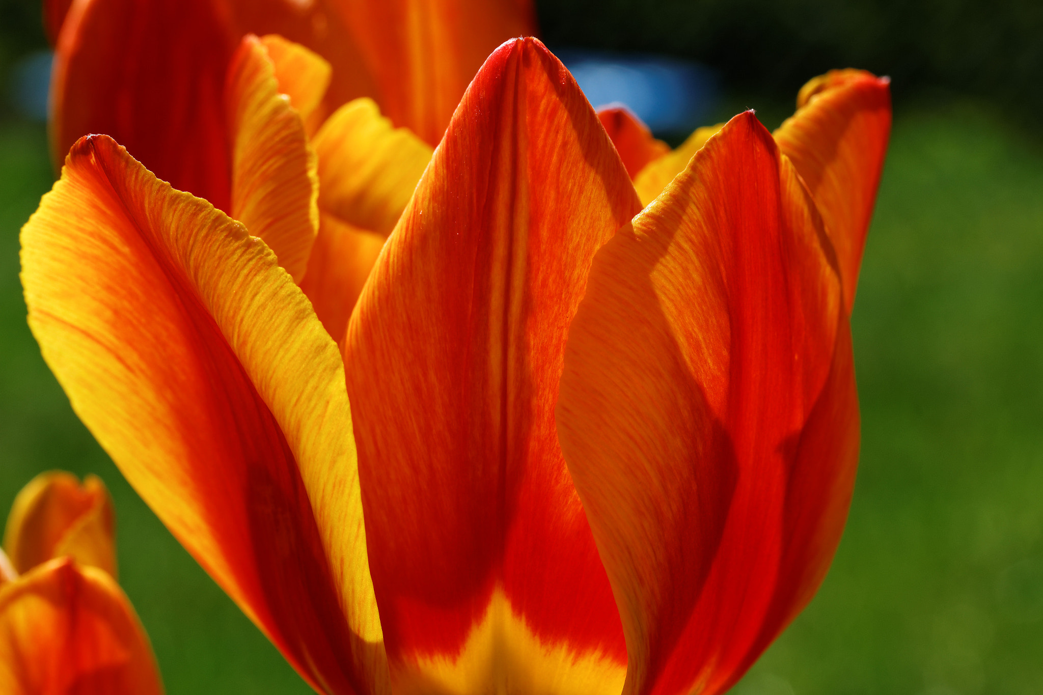 Canon EF-S 60mm F2.8 Macro USM sample photo. Natural flames photography