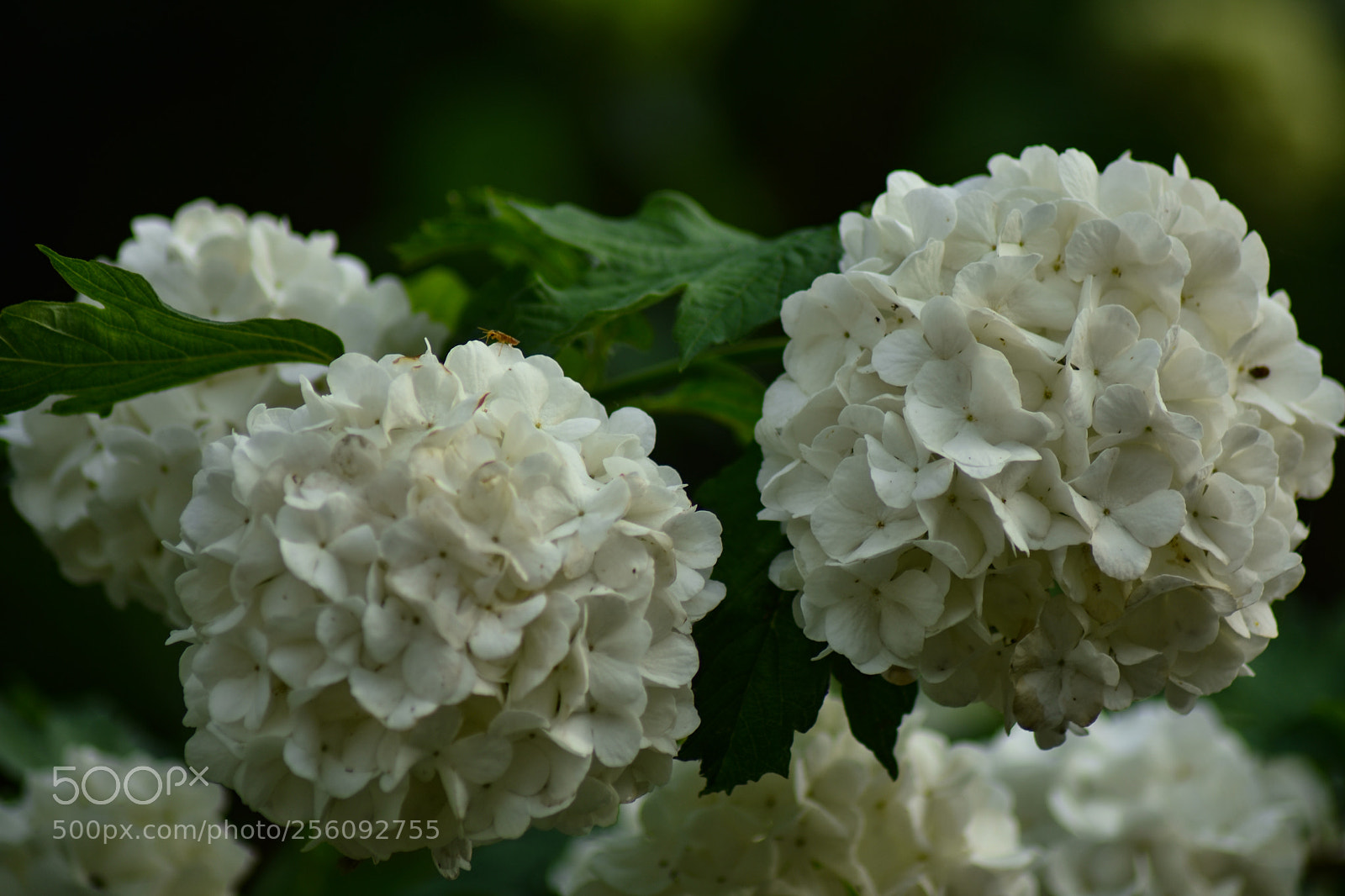Nikon D7200 sample photo. Untitled photography