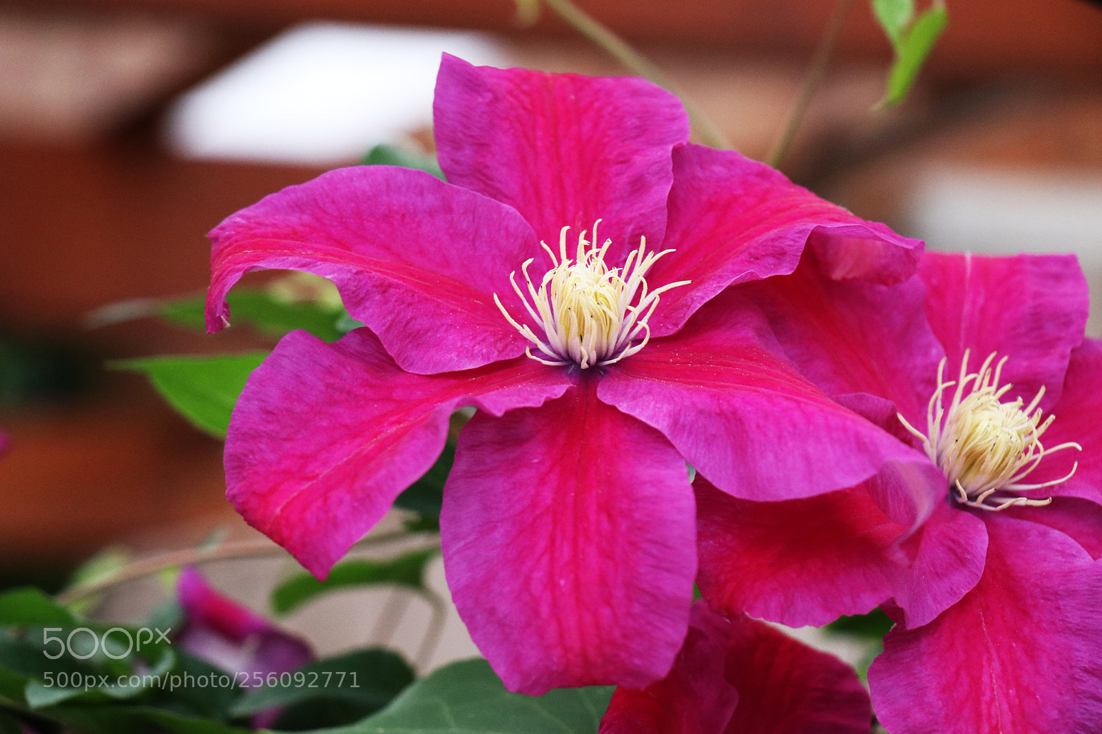Canon EOS 80D sample photo. Clematis photography