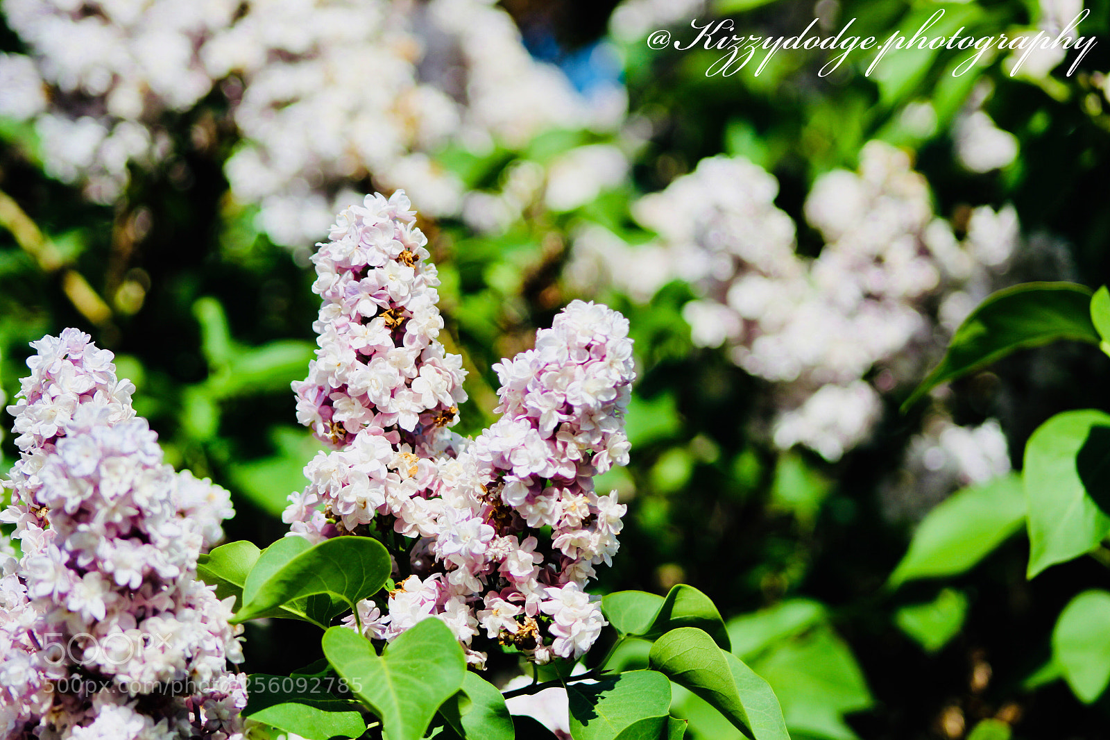 Canon EOS 1300D (EOS Rebel T6 / EOS Kiss X80) sample photo. Untitled photography