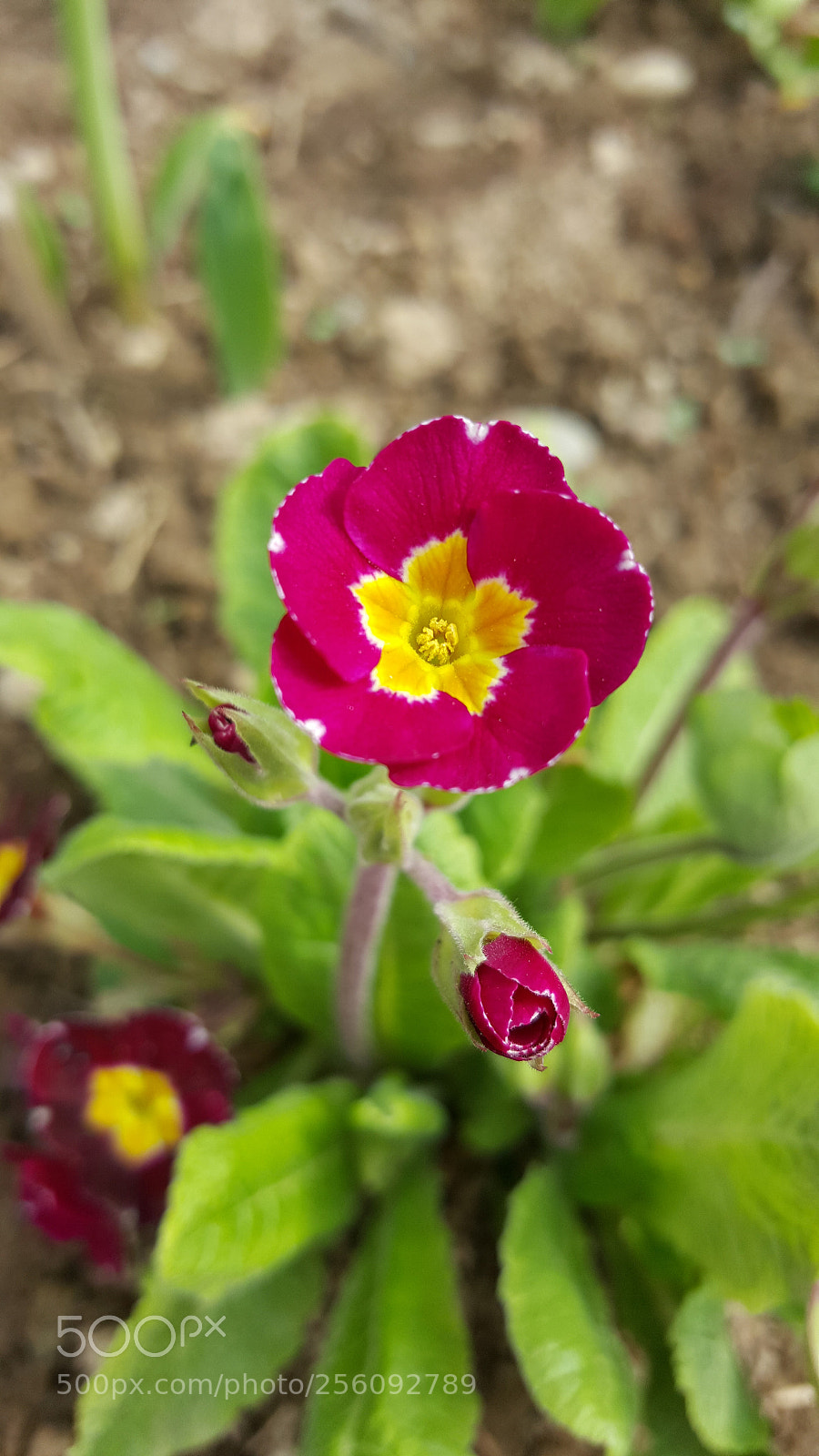 Samsung GALAXY S6 edge sample photo. Untitled photography