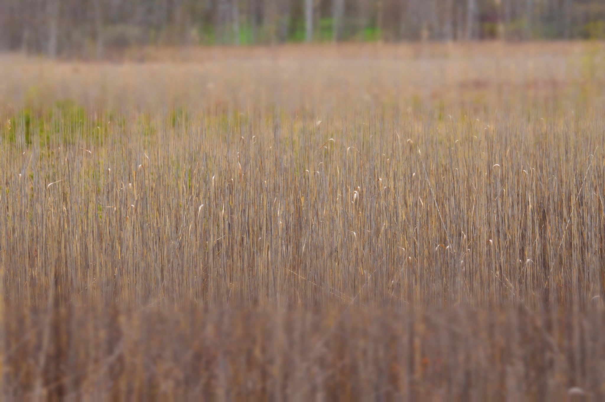Nikon D3200 sample photo. Reeds photography