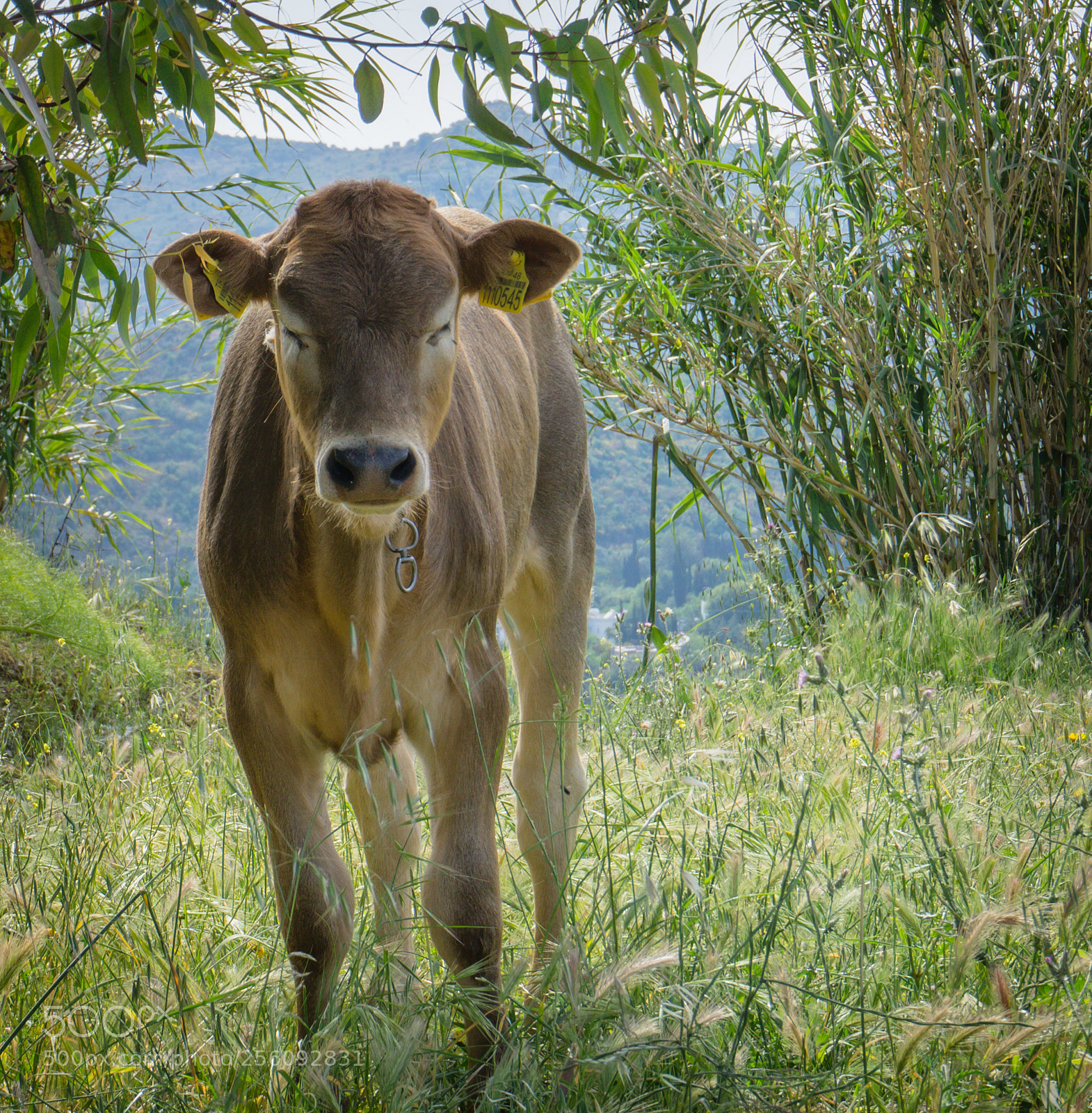 Sony a6000 sample photo. Baby zen cow photography