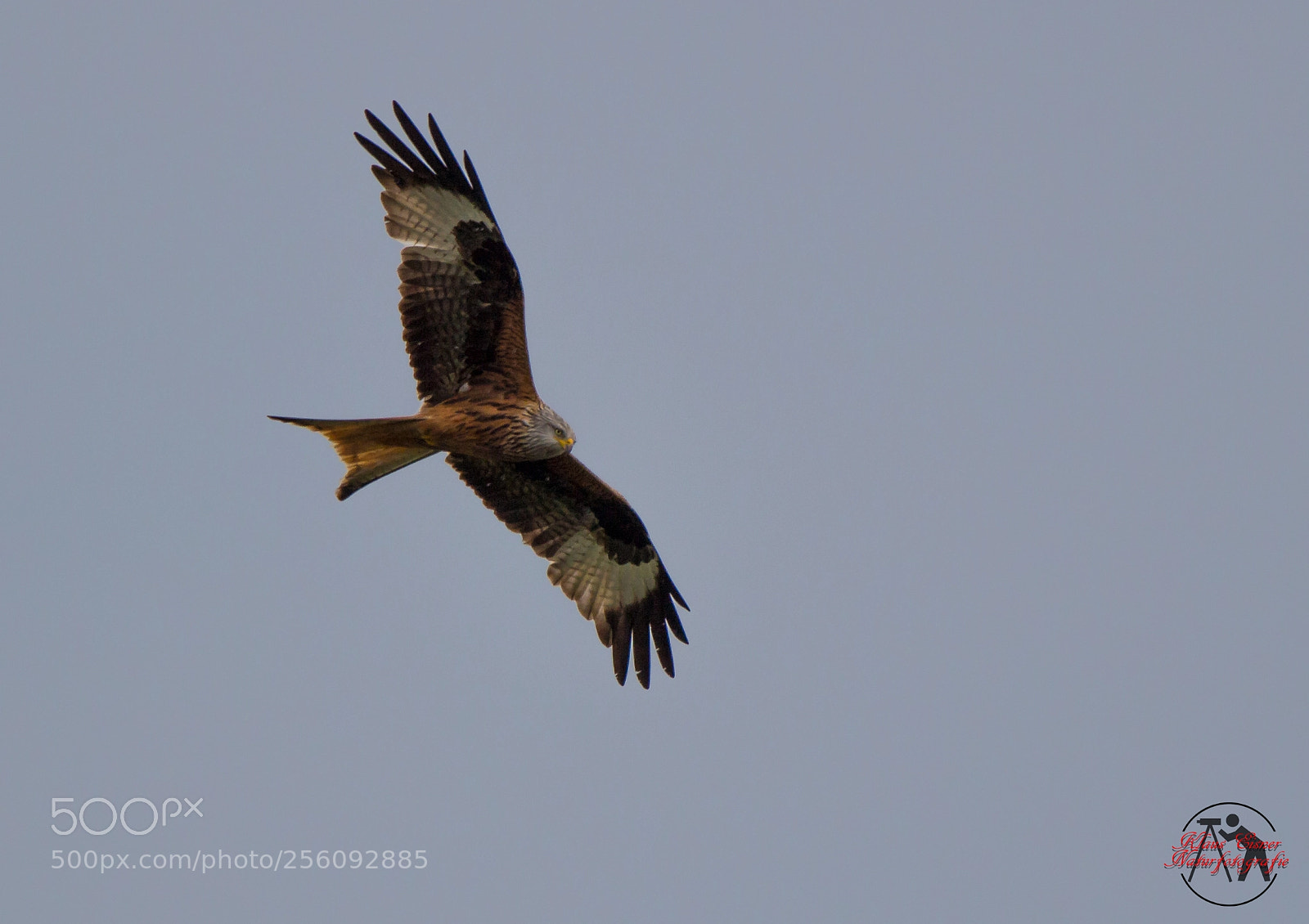 Canon EOS 700D (EOS Rebel T5i / EOS Kiss X7i) sample photo. Rotmilan / red kite photography