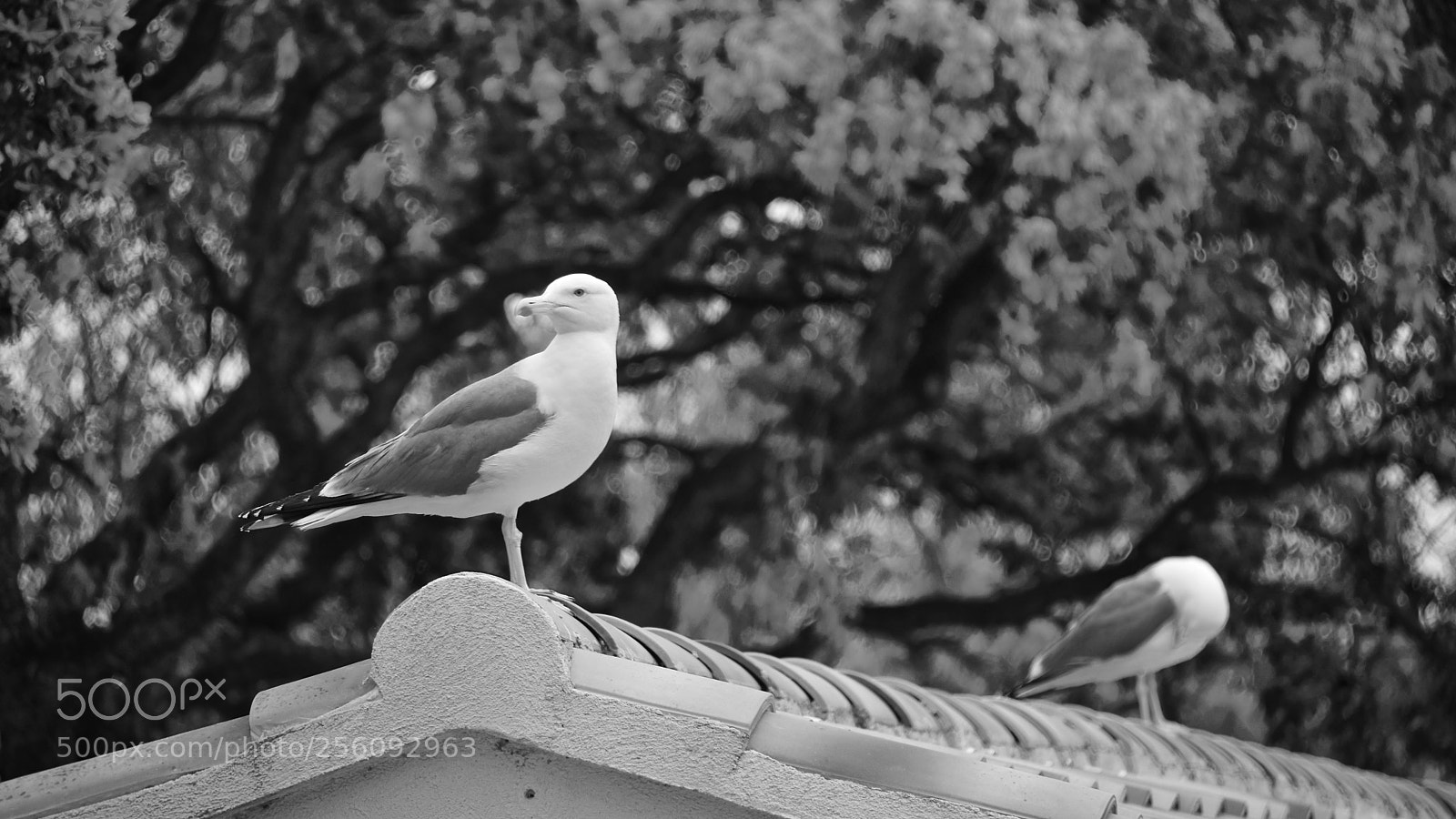 Nikon D5300 sample photo. Gull on the watch photography