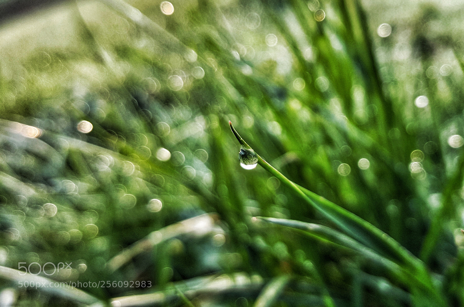 Samsung Galaxy S6 sample photo. • dew drop • photography