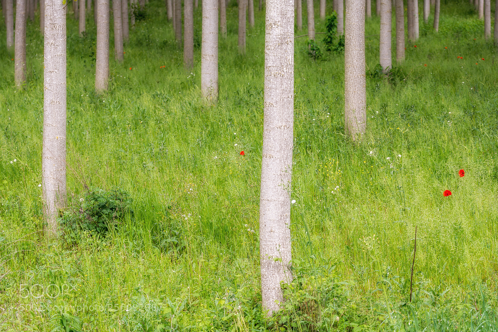 Nikon D7100 sample photo. Green days 5 photography