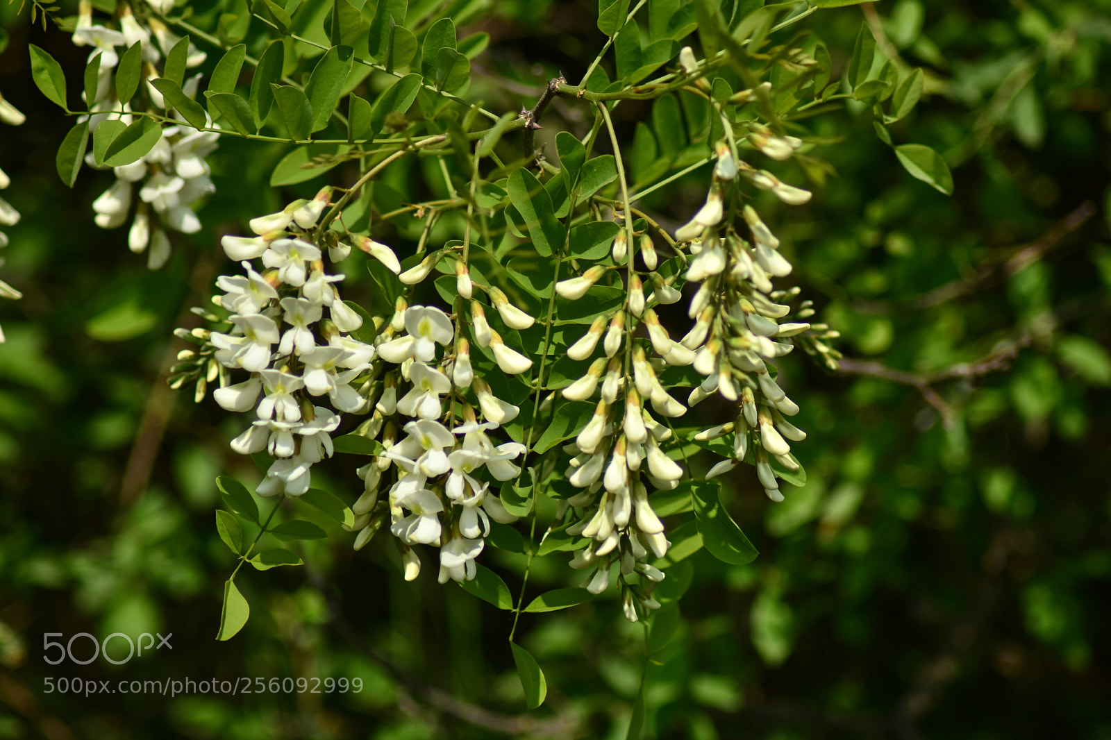 Nikon D7200 sample photo. Untitled photography
