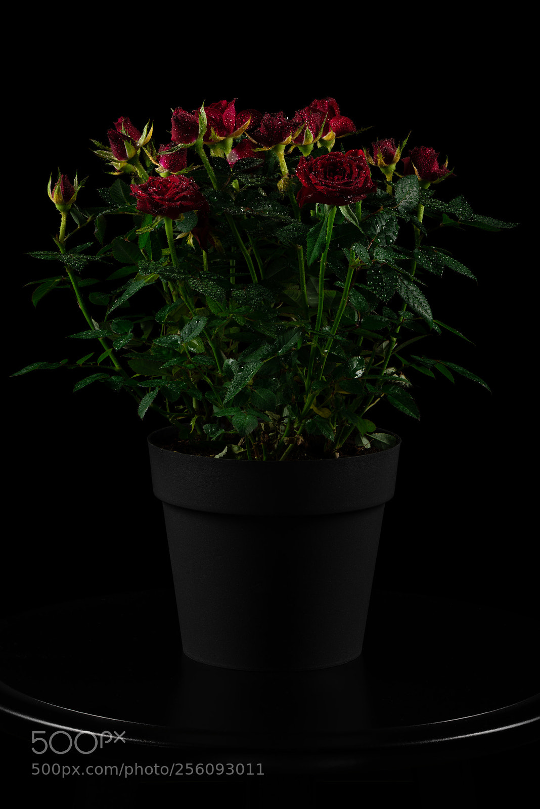 Nikon D850 sample photo. Red rose photography