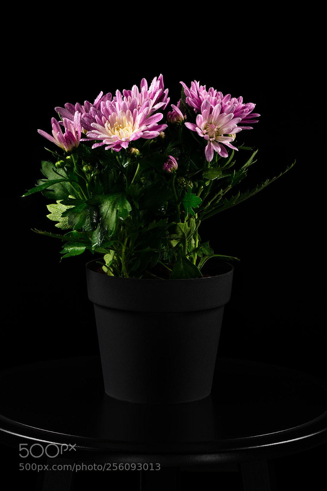 Nikon D850 sample photo. Chrysanthemum photography
