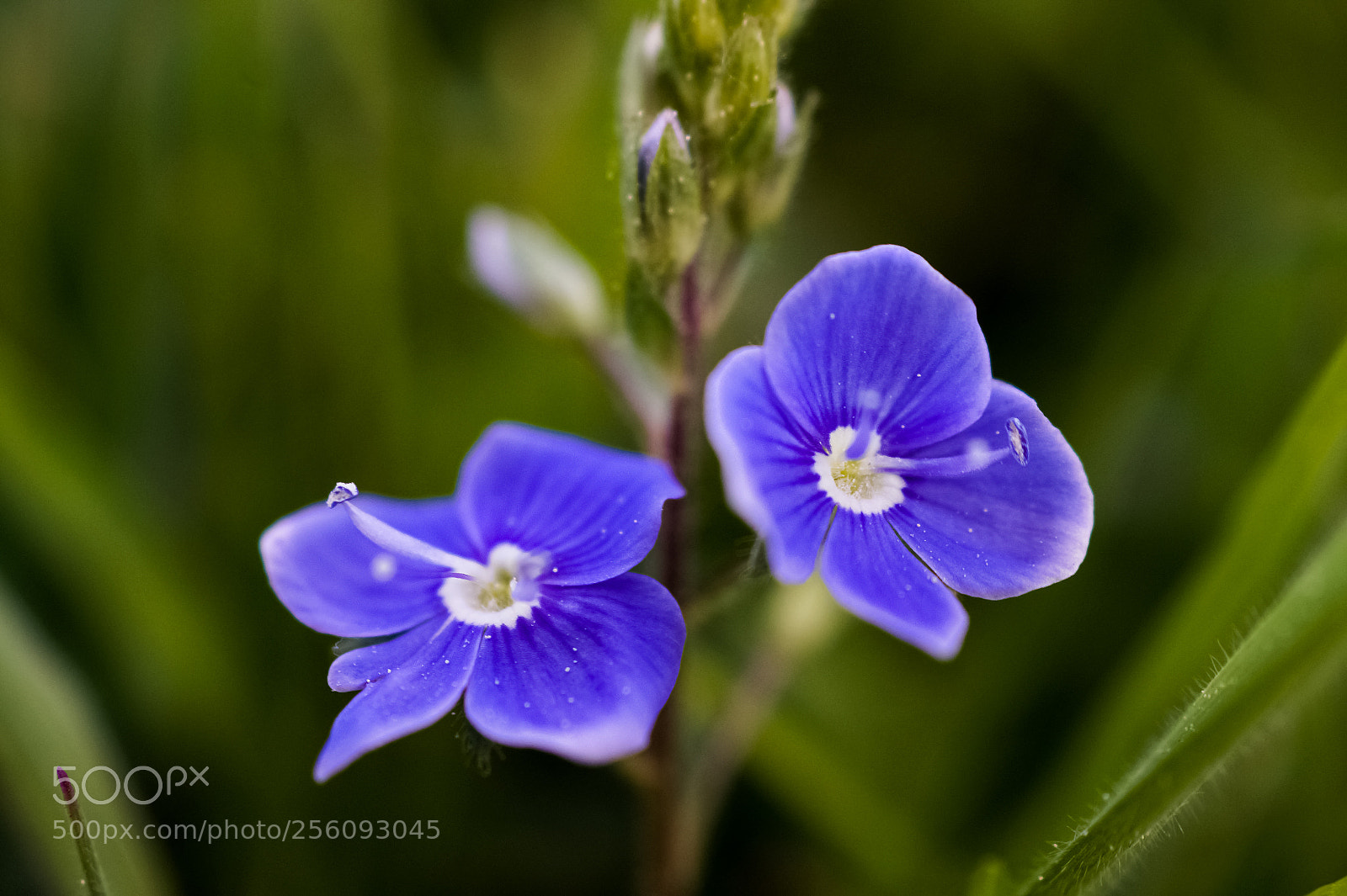 Sony SLT-A58 sample photo. *** small meadow flowers *** photography