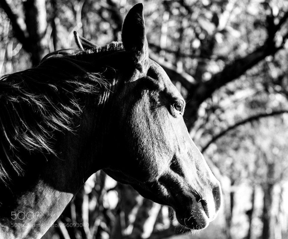 Canon EOS 500D (EOS Rebel T1i / EOS Kiss X3) sample photo. Equus photography