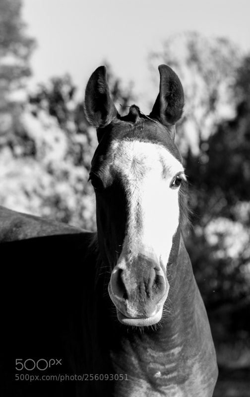 Canon EOS 500D (EOS Rebel T1i / EOS Kiss X3) sample photo. Equus photography