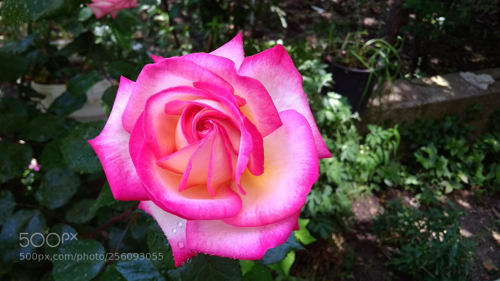 Xiaomi Redmi 4A sample photo. Untitled photography