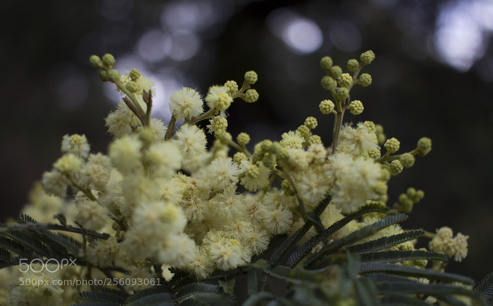 Canon EOS 600D (Rebel EOS T3i / EOS Kiss X5) sample photo. Delicate yellow photography