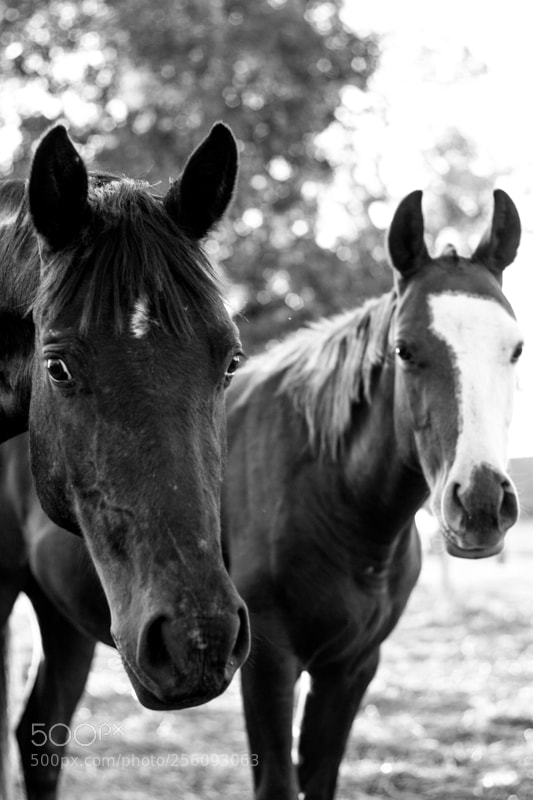 Canon EOS 500D (EOS Rebel T1i / EOS Kiss X3) sample photo. Equus photography