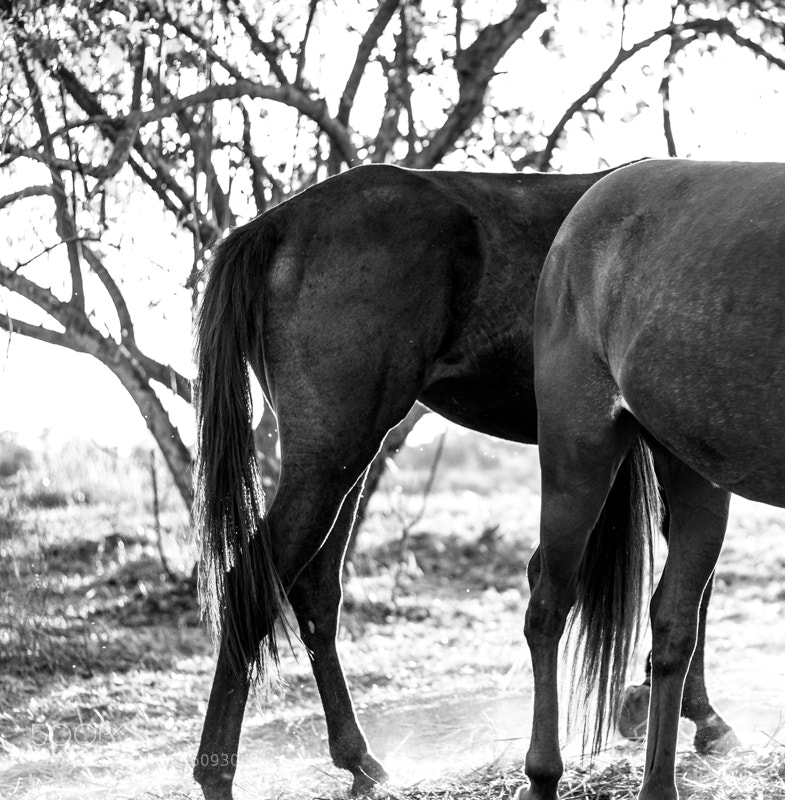 Canon EOS 500D (EOS Rebel T1i / EOS Kiss X3) sample photo. Equus photography